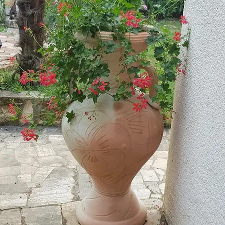 Palma *